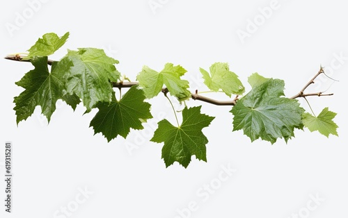 Grape leaves isolated on white.