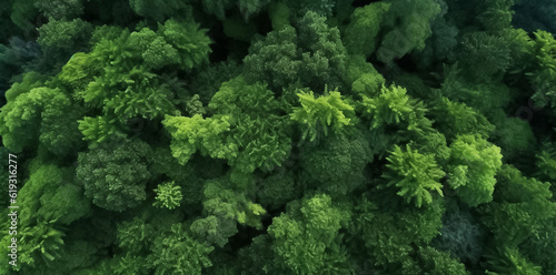 Aerial top view of summer green trees in forest. Mixed forest, green deciduous trees. Soft light in countryside woodland or park. Drone shoot above colorful green texture in nature. Generative AI.