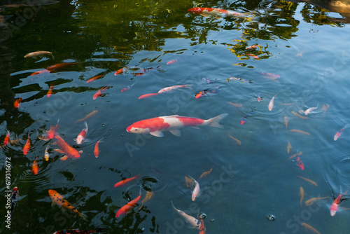 Canvas Print Colorful fancy carp fish (koi fish) in a garden pond in Japan,nishikigoi or orange carp