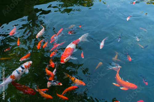 Colorful fancy carp fish (koi fish) in a garden pond in Japan,nishikigoi or orange carp. © wanatithan