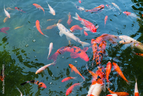Fotografia koi fish or Fancy Carp swimming at river..