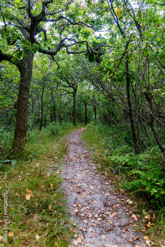 Path through a small forest on Juist  East Frisian Islands  Germany.