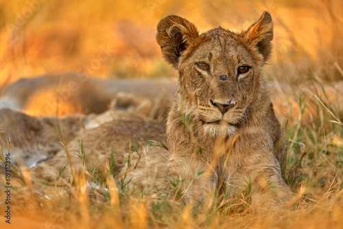 Africa wildlife  Cute lion cub with mother  African danger animal  Panthera leo  Khwai river  Botswana in Africa. Cat babe in nature habitat. Wild lion in the grass habitat.
