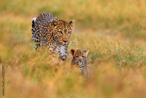 Leopard cub with mother walk. Big wild cat in the nature habitat, sunny day on the savannah, Khwai river. Leopard kitten baby, hidden nice orange grass. Wildlife nature, Botswana wildlife. © ondrejprosicky