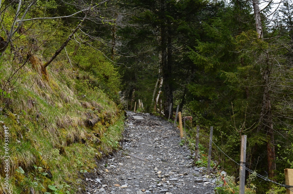 Obraz premium Beautiful view of pathway among green trees and plants in forest