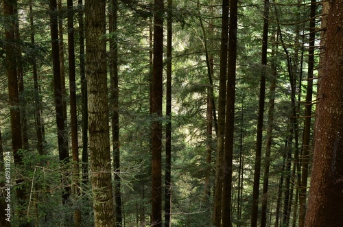 View of tall green trees in forest