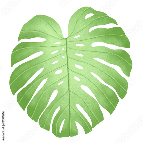 Drawing a monstera leaf . Place it on a white background. Vector illustration.