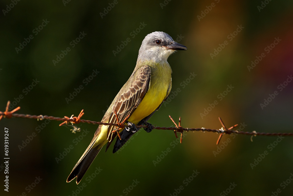 Fototapeta premium Bird of Costa Rica. Tropical Kingbird, Tyrannus melancholicus, exotic yellod grey bird form Cano Negro Reserve. Grey yellow bird sitting on the barbed wire in nature.