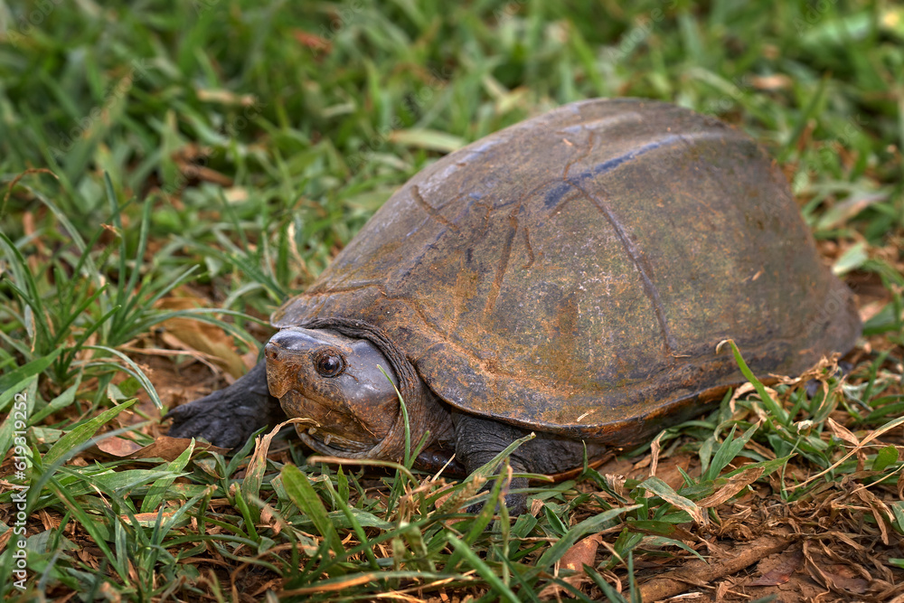 Scorpion mud turtle, Kinosternon scorpioides, turtle in the green grass near the water. Cano Negro Reserve in Costa Rica. Tabasco mud turtle in the nature habitat. Costa Rica wildlife. Scorpion mud turtle, Kinosternon scorpioides, turtle in the green grass near the water. Cano Negro Reserve in Costa Rica. Tabasco mud turtle in the nature habitat. Costa Rica wildlife.