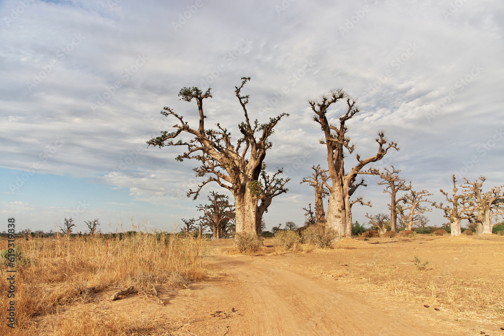 Obraz premium Baobab Grove close Dakar, Senegal, West Africa