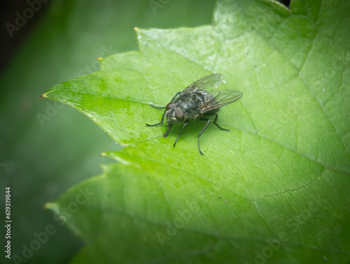 housefly on a vine leaf