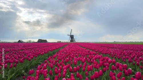 Scenic sunlight at famous tulip fields with iconic Dutch Windmill photo