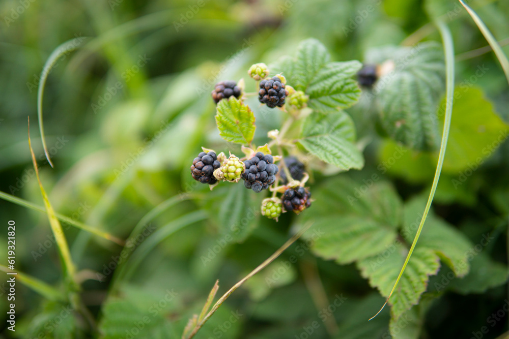 close up of wild blackberry growing on plant close up of wild blackberry growing on plant