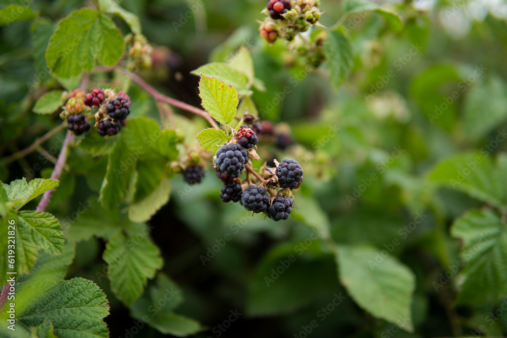 close up of wild blackberry growing on plant