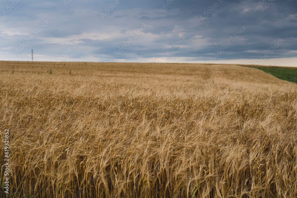 landscape with rye growing in the field landscape with rye growing in the field