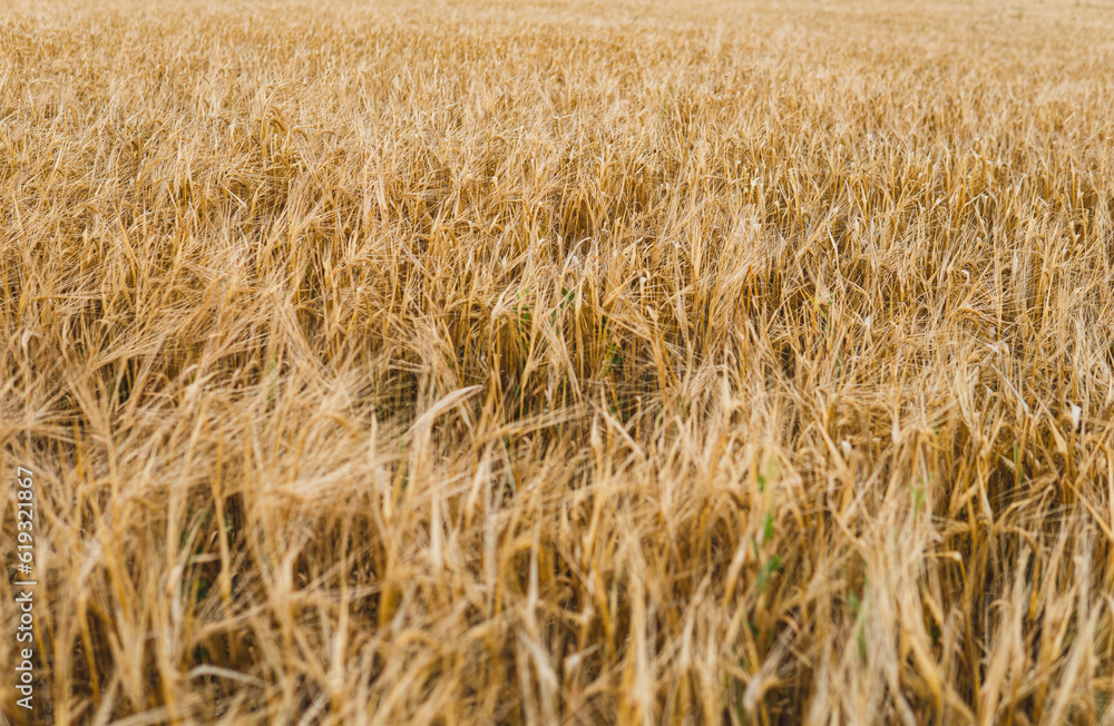 detail of gold rye in the field just before harvest detail of gold rye in the field just before harvest