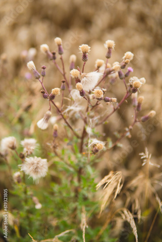 detail of natural herbs growing in rural area © michal812