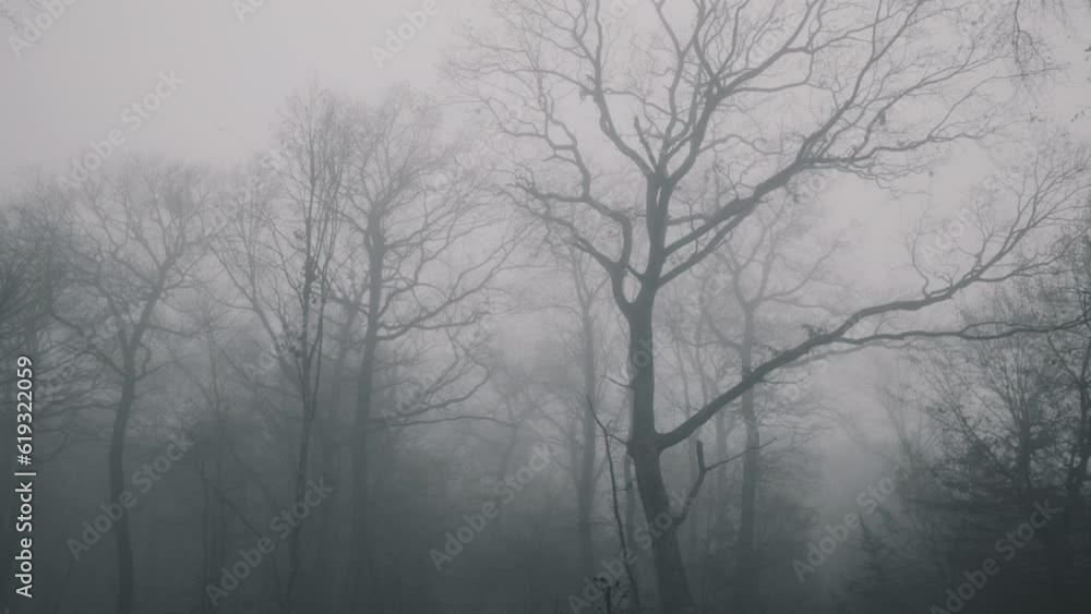 Panoramic view from below, mysterious forest in fog with tall trees, autumn after falling leaves, in Transylvania, Romania Panoramic view from below, mysterious forest in fog with tall trees, autumn after falling leaves, in Transylvania, Romania