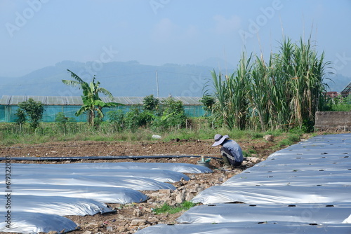 Cianjur, West Java Indonesia - June 23, 2023 - Farmers use Silver Black Plastic Mulch planting method in the garden before planting vegetable seeds