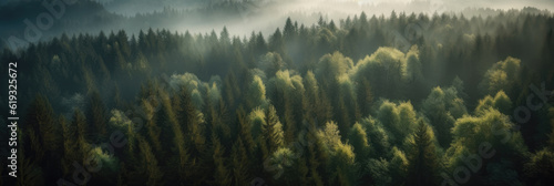 Panoramic view of coniferous forest in the morning. 3:1 aspect ratio.