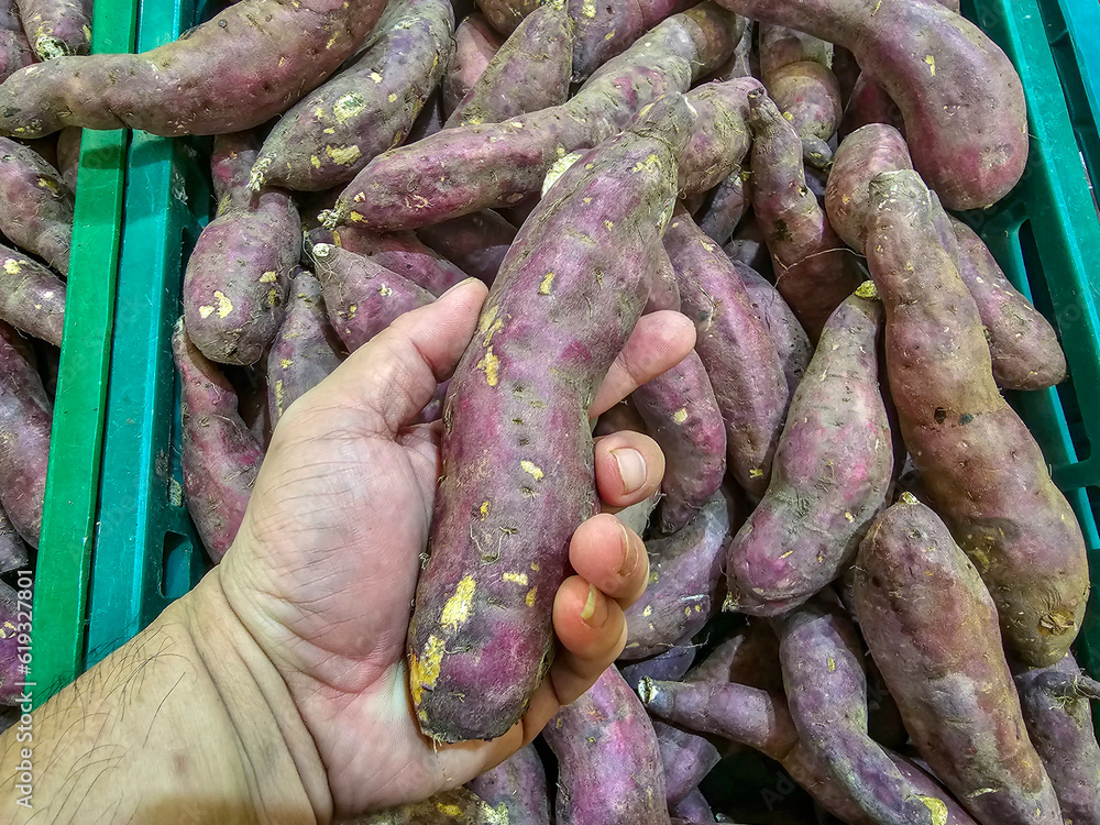 Hands holding sweet potato with blurred group of sweet potatoes in the background. Hands holding sweet potato with blurred group of sweet potatoes in the background.