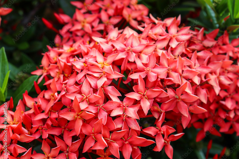 Elegance in Red: Bringing Ashoka Flowers' Beauty to Life