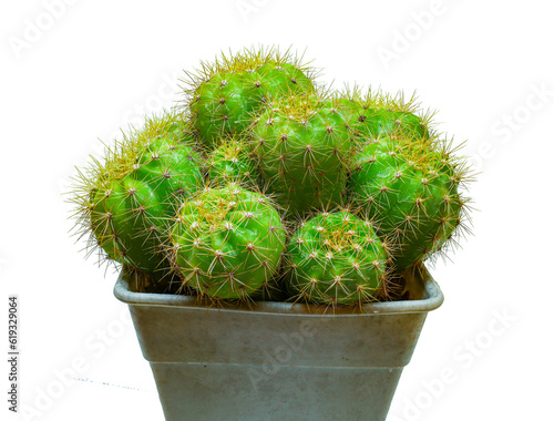 Beautiful cactus isolated on png background 