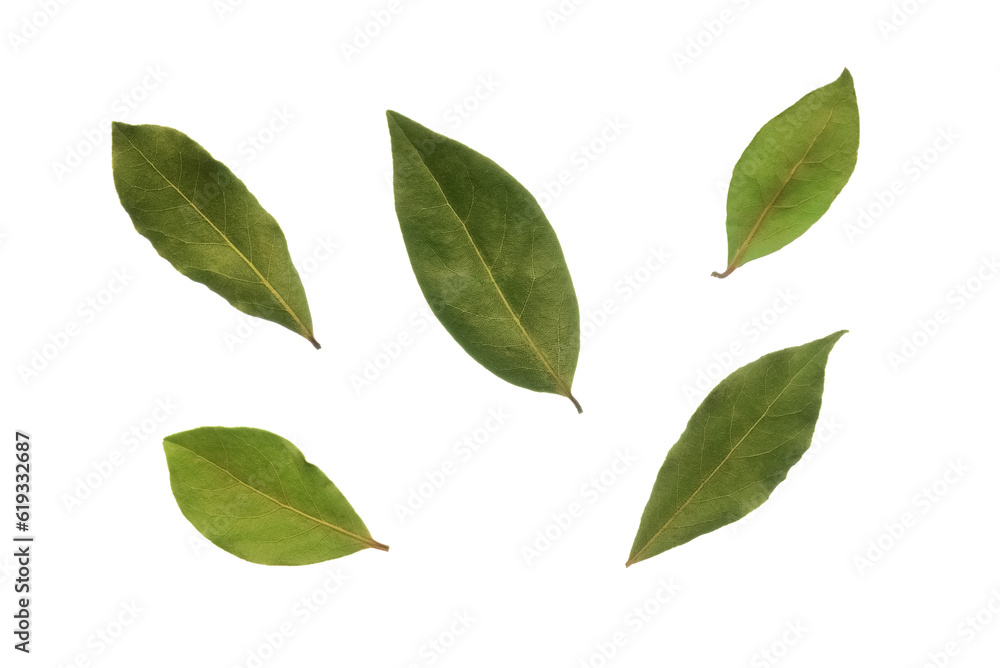 Bay leaf set on a white background. Laurel leaves isolated on a white background.
