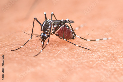 Mosquito sucking blood on human skin, Close up photo and selective focus.