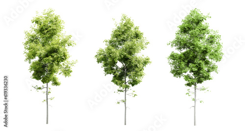 Hickory trees isolated on transparent background and selective focus close-up. 3D render.