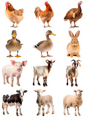 Collection of farm animals: hen, rooster, turkey, duck, rabbit, piglet, goat, cow, lamb, isolated on transparent

