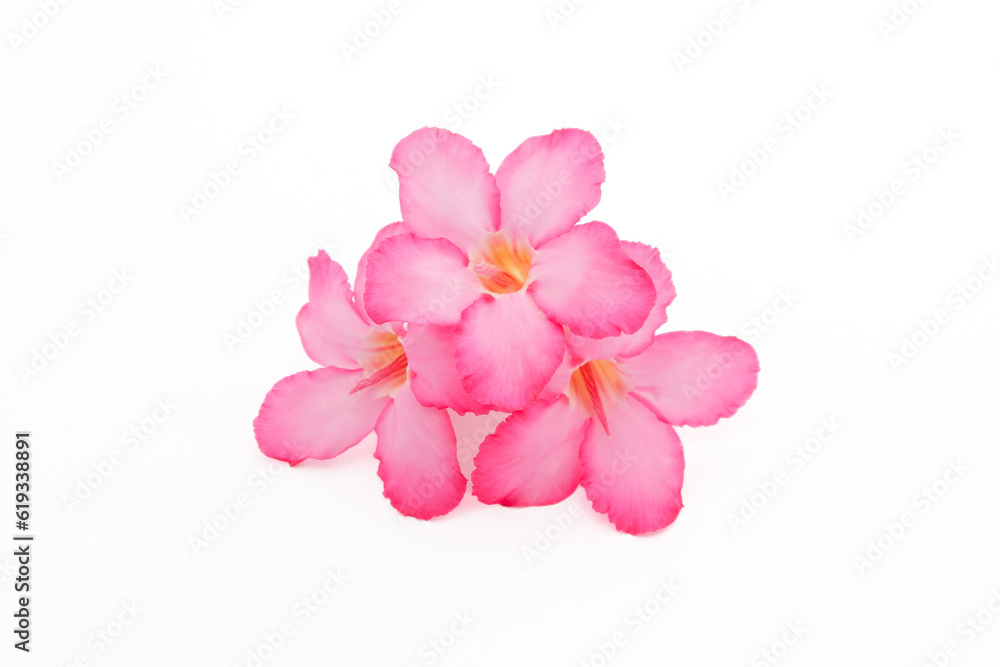 Tropical flower Pink Adenium. Desert rose on isolated white background