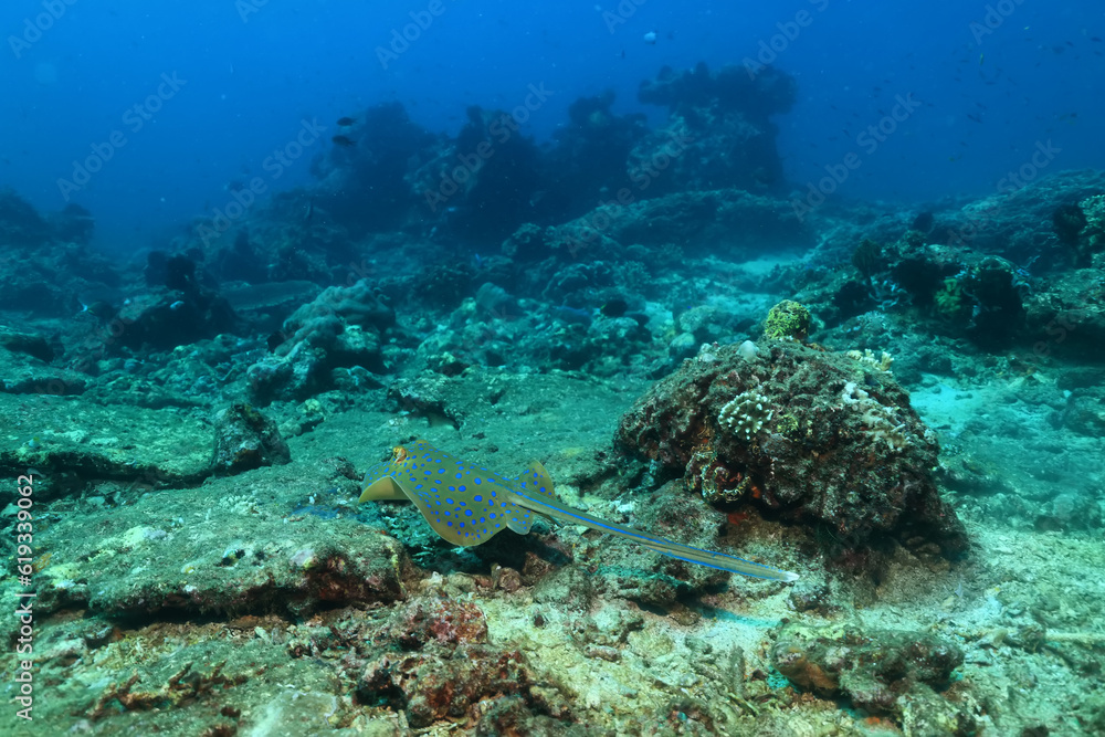 corals climate warming underwater background ocean problem corals climate warming underwater background ocean problem