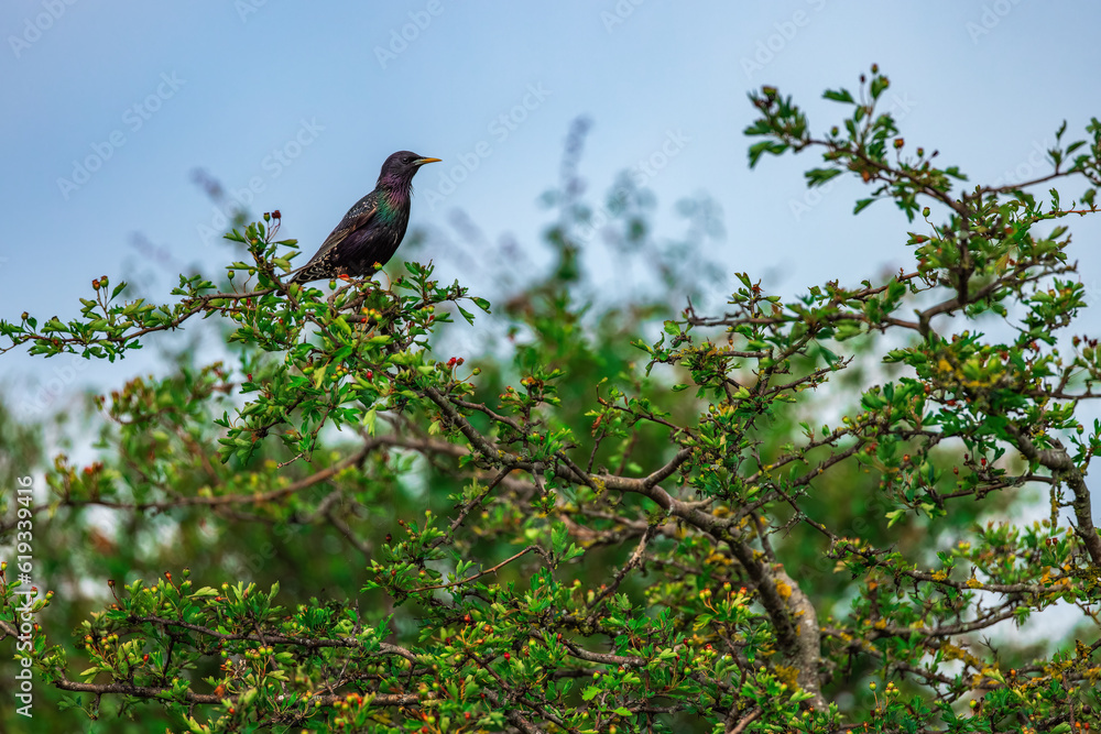 Common starling bird standing on a tree branch Common starling bird standing on a tree branch