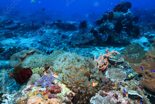 Fototapeta Naklejka Na Ścianę i Meble -  coral underwater flowers seascape abstract texture