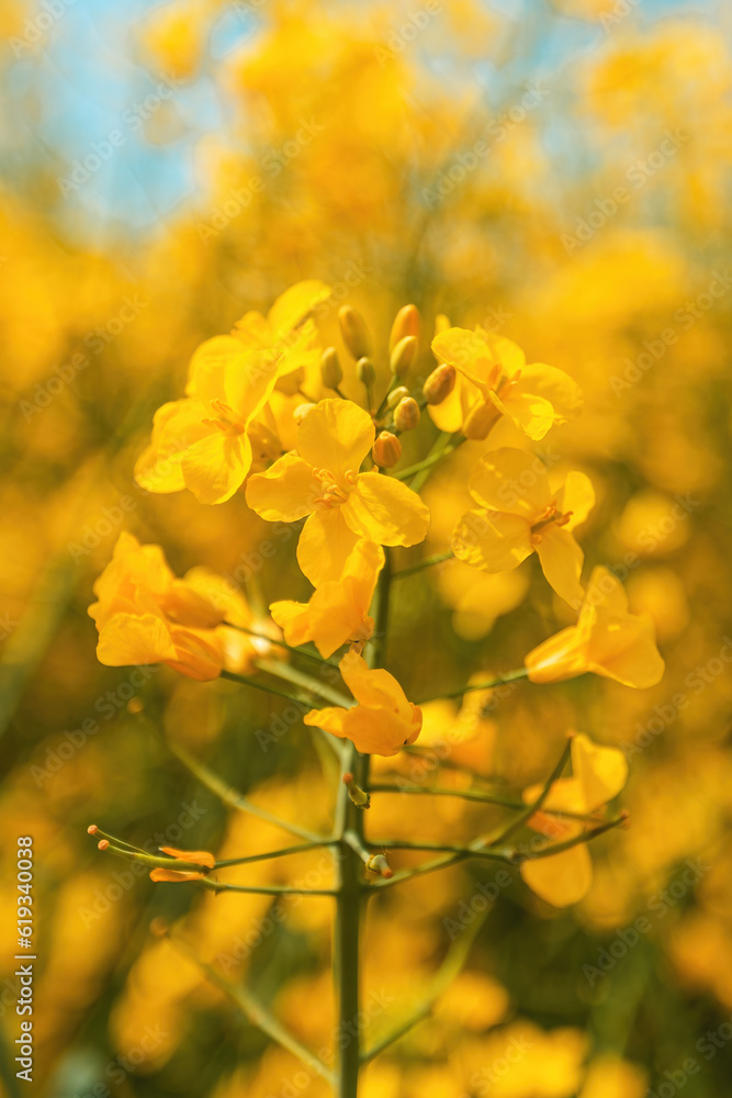Rapeseed crop in bloom, closeup of yellow flower Rapeseed crop in bloom, closeup of yellow flower