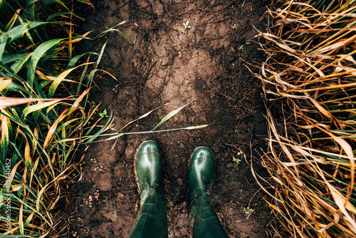 Top view of rubber boots in cultivated wheat field, farmer standing in muddy soil of cereal crop plantation photo