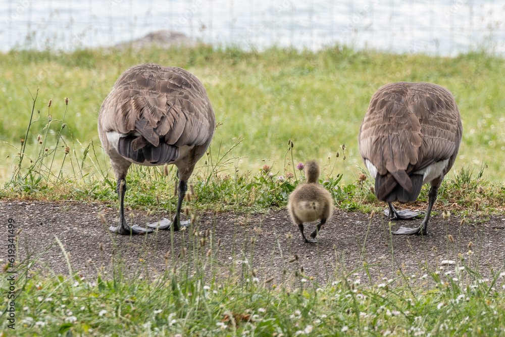couple d'oie sauvage avec leur petit couple d'oie sauvage avec leur petit