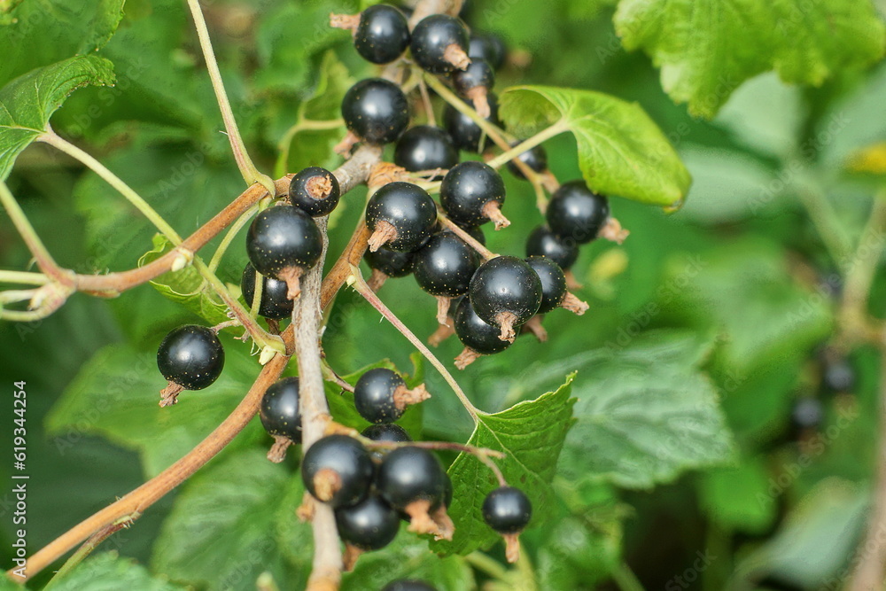 ripe healthy fresh delicious fragrant summer blackcurrant berries with green leaves in your own garden in summer ripe healthy fresh delicious fragrant summer blackcurrant berries with green leaves in your own garden in summer