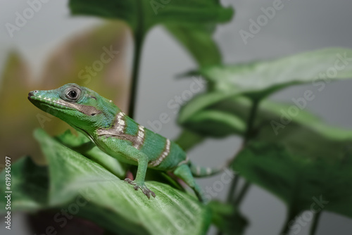 Juvenile Green Anole Lizard climbing on green leaf and look at camera. This animal can change the color of its skin to camouflage to blend in with the habitat.