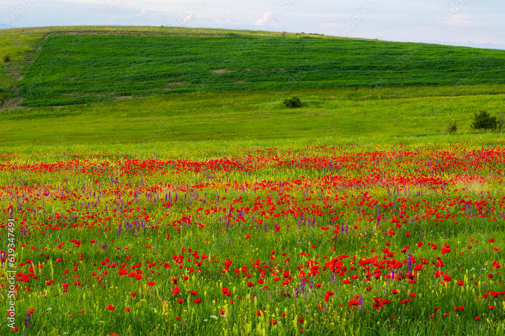 Field of poppy