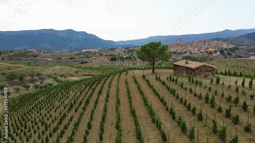 Wallpaper Mural Aerial view of vineyards in the Priorat appellation of origin area in the province of Tarragona in Catalonia Spain Torontodigital.ca