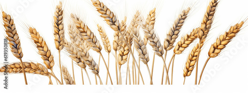 a group of golden panorama, yellow wheat ears isolated on a white background row. Generative AI