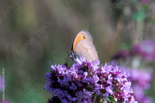 Butterfly meadow brown sits on the flowers of a wild oregano plant photo