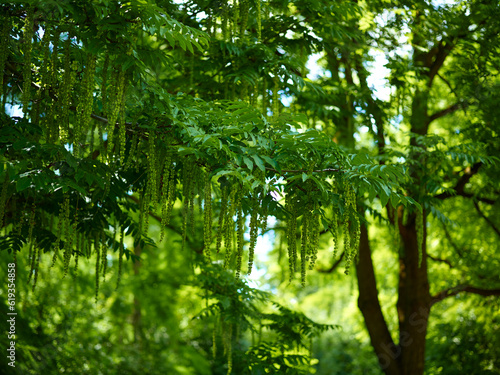 Green foliage of trees outdoor park background