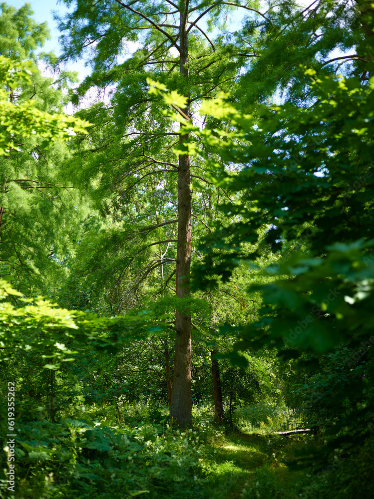 Green foliage of trees outdoor park background Green foliage of trees outdoor park background