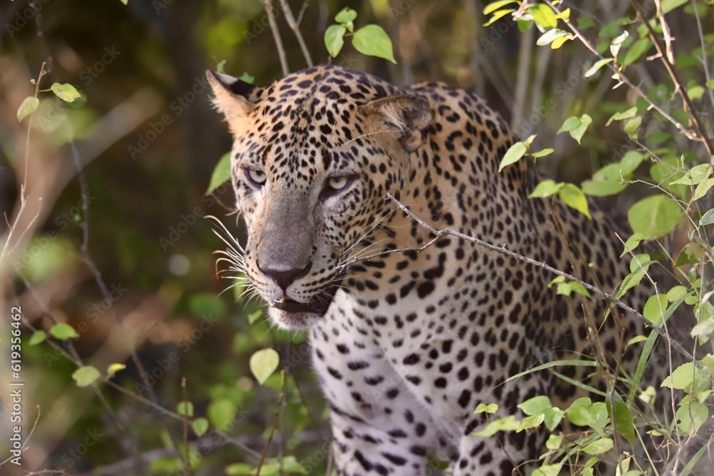 Leopard in the jungle Leopard in the jungle