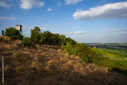 Wißberg in Rheinhessen (Juli 2023) photo