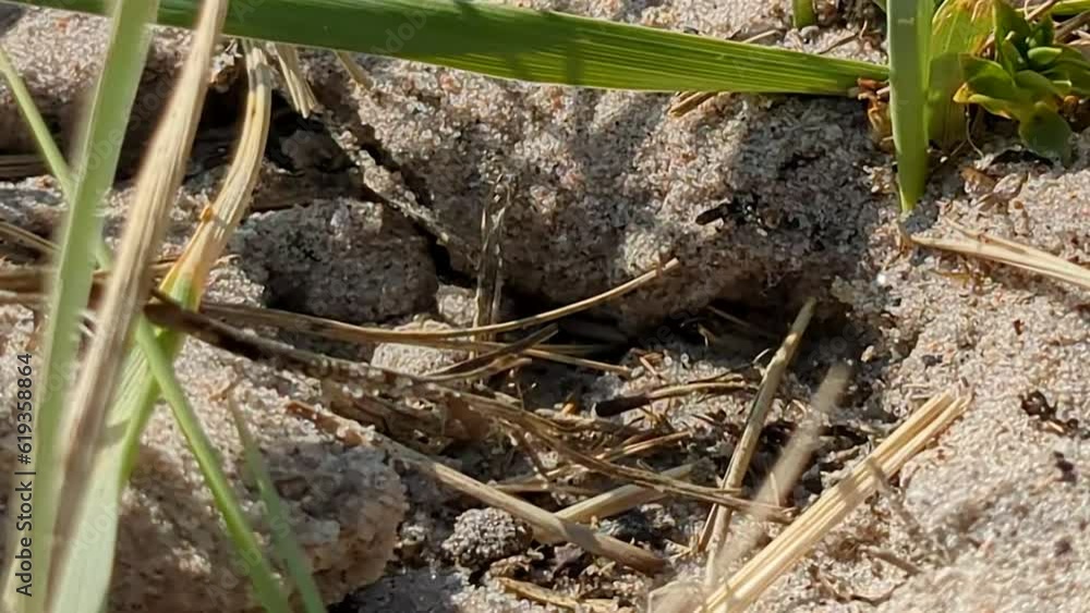 4K 60FPS Bumblebee is Digging Out Underground Hive in the Sand 4K 60FPS Bumblebee is Digging Out Underground Hive in the Sand