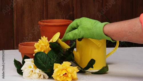 Gardener places yellow rose near watering can and plant pots  photo